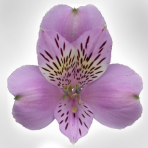 lilac-lavender
