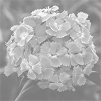 barbatus mix