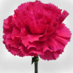 dark (hot) pink