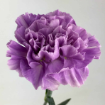 lilac-lavender