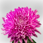 dark (hot) pink