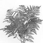 Asparagus Virgatus