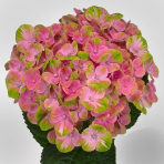 bicolor