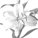 asiatic light pink