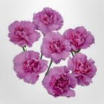 lilac-lavender