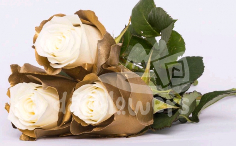 ferrero PNT