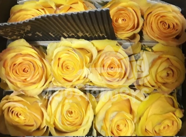 yellow tutti