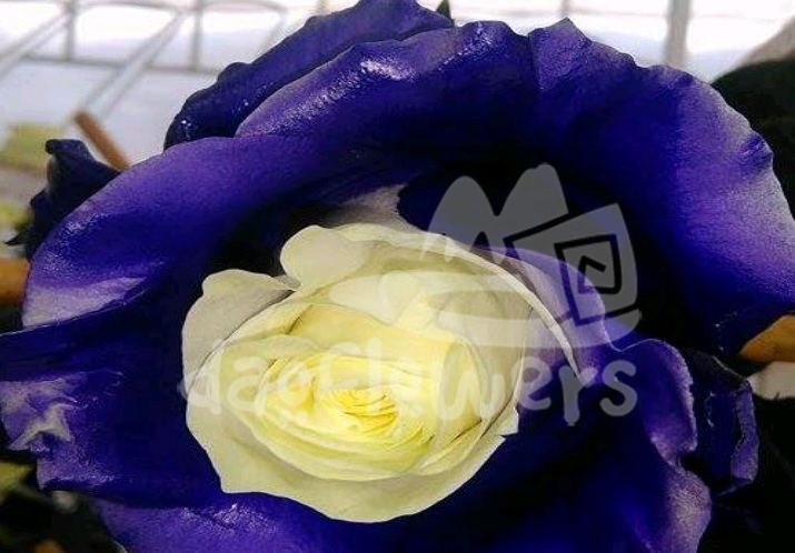 S3 soul purple PNT