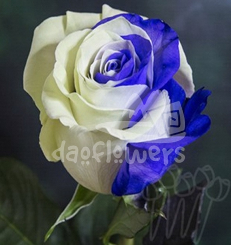 D 25 Blue White PNT