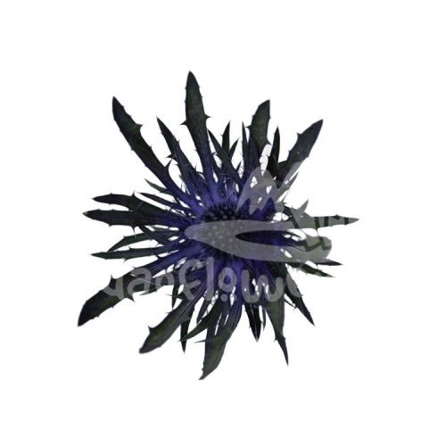 azure