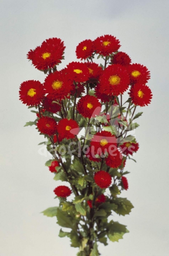 matsumoto red