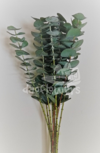 purvurulenta