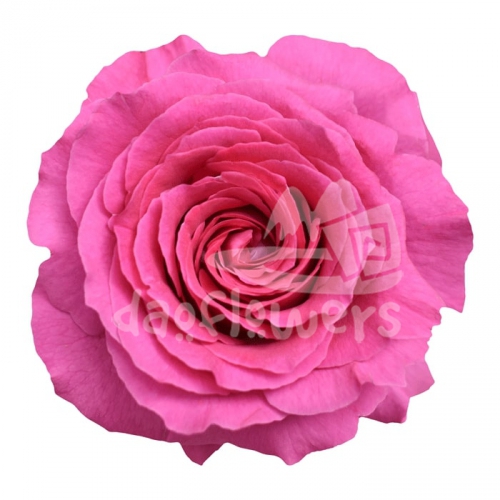 bliss cerise
