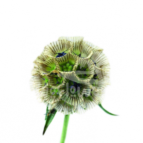 stellata