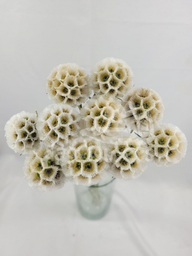 stellata bleached
