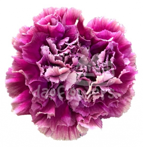 Merletto Purple