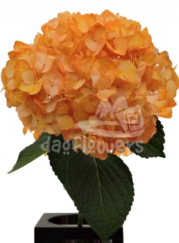 bicolor apricot PNT