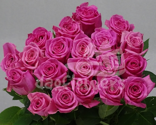 lovely pink