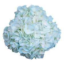 Light Blue PNT
