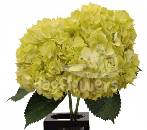 Light Green PNT