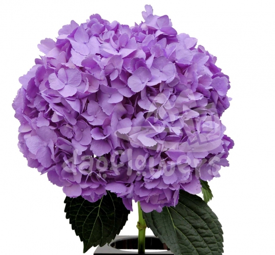 Lavender PNT