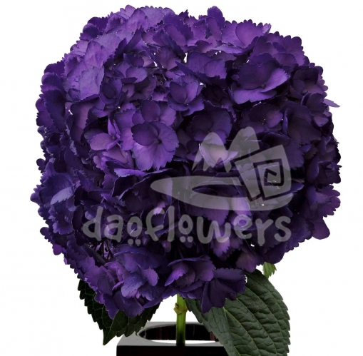 Purple PNT