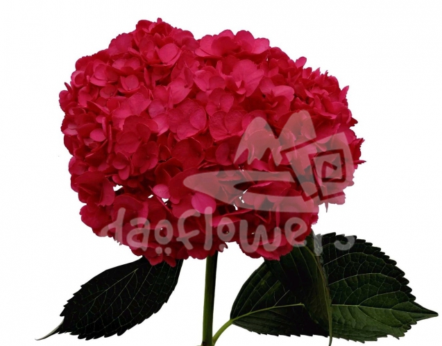 Magenta PNT