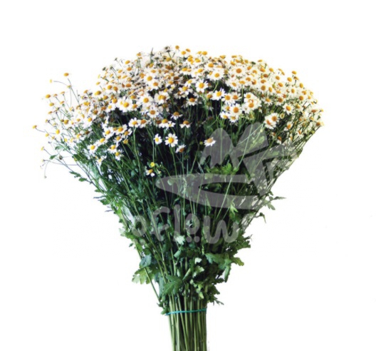 matricaria