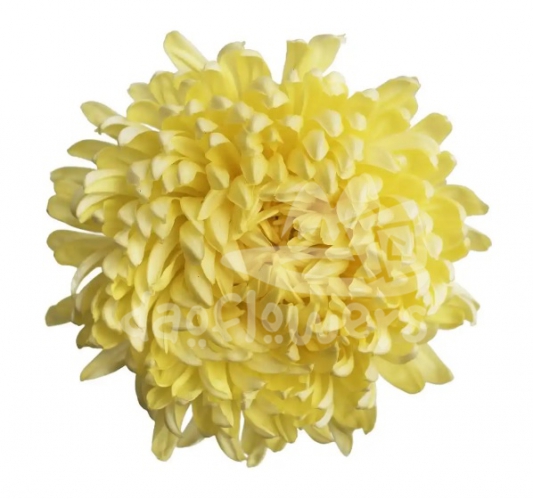 Albatross yellow