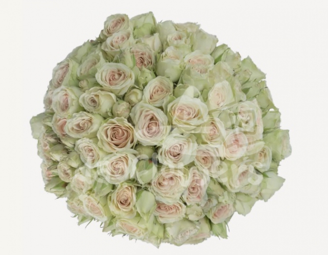 green rosever*