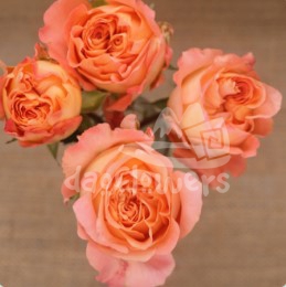 apricote lace*