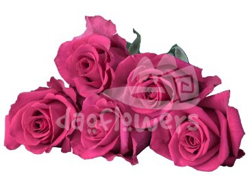 ever pink