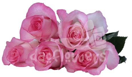 payal