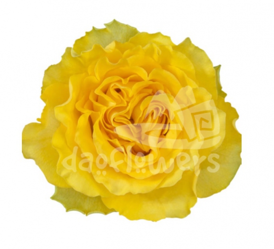 yellow reeva