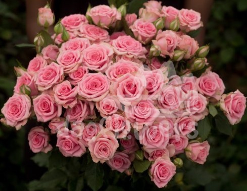 flavia*