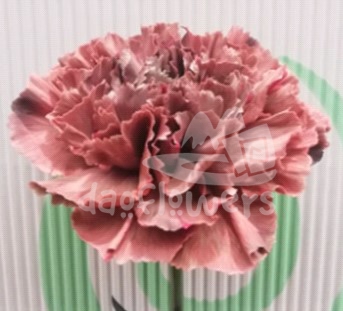 CCT 028 PNT