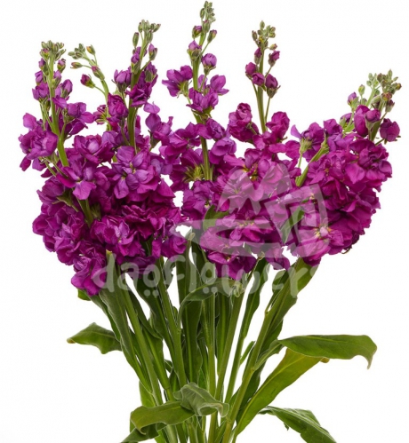 stock dark purple