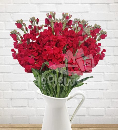 stock red