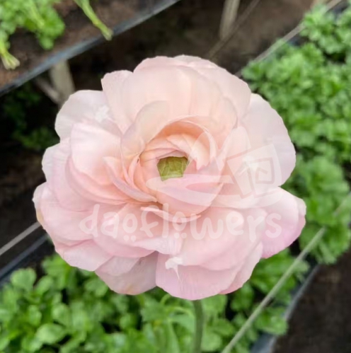elegance pink