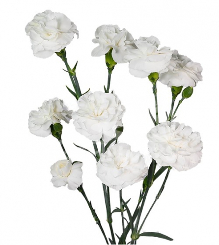 paloma*