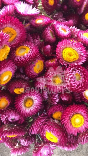 strawflower red