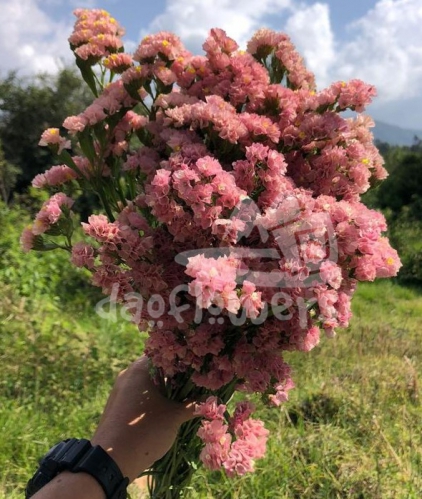 statice apricot