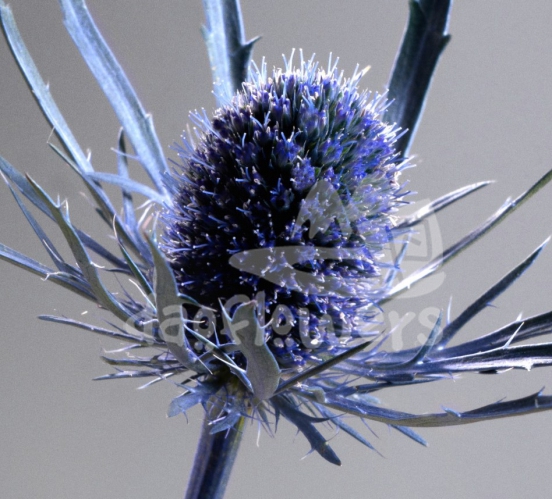 blue dynamite