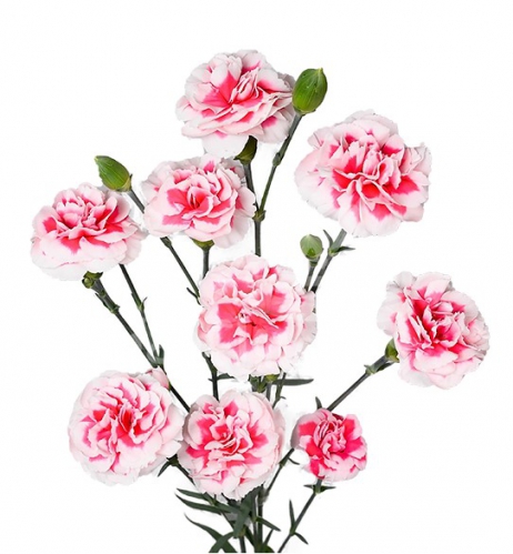 valentine*
