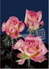royal renate