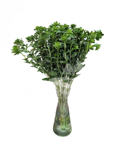 carthamus green