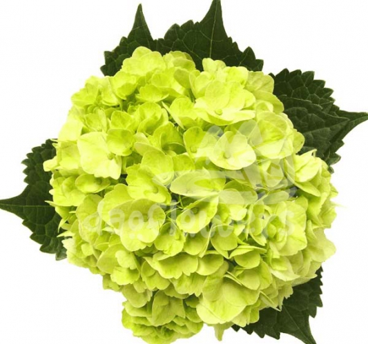 Lime green