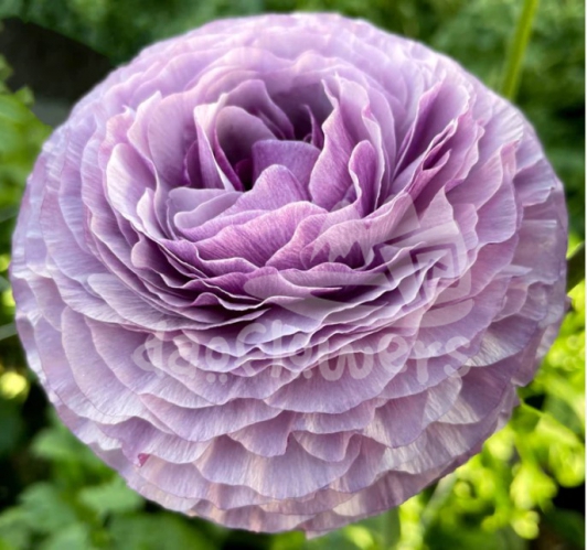 elegance Malva