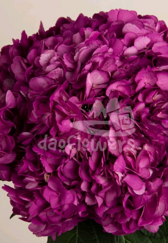 Cerise PNT