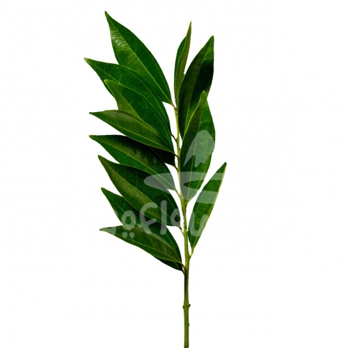 cocculus